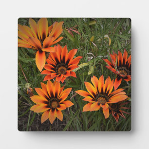 Orange and Black Gazanias Photo Plaque with Easel