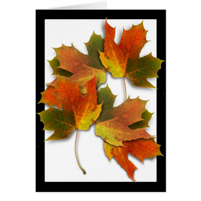 Orange And Golden  Autumn Leaves (Front)