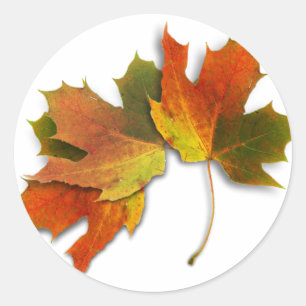 Orange And Golden  Autumn Leaves Classic Round Sticker