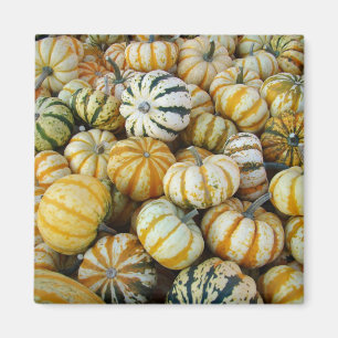 Orange and Green Autumn Harvest Gourds Magnet
