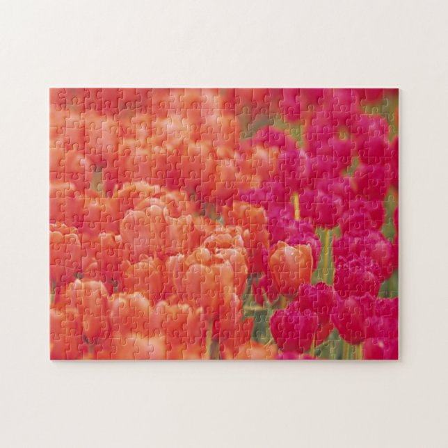 Orange and Pink Tulips Jigsaw Puzzle (Horizontal)