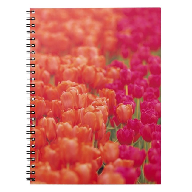 Orange and Pink Tulips Notebook (Front)