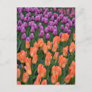 Orange and purple spring tulips postcard