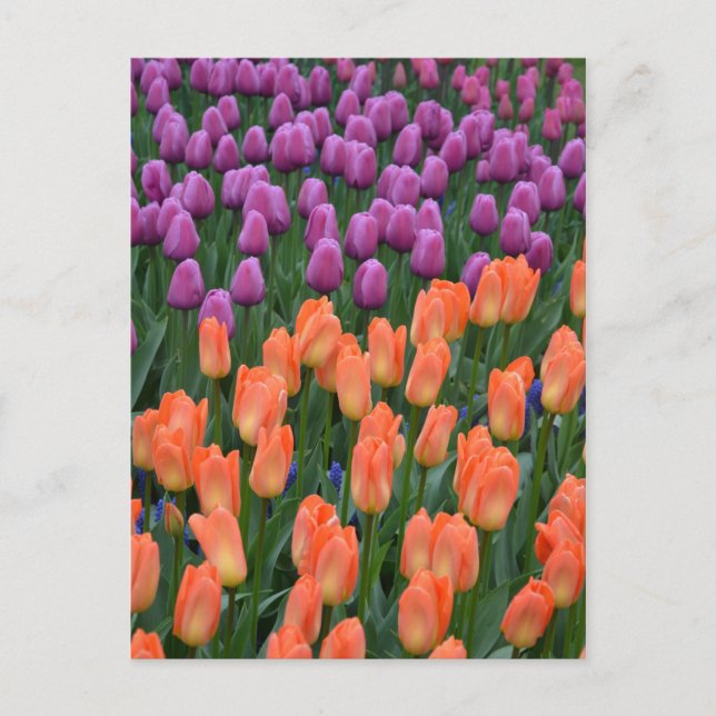 Orange and purple spring tulips postcard (Front)