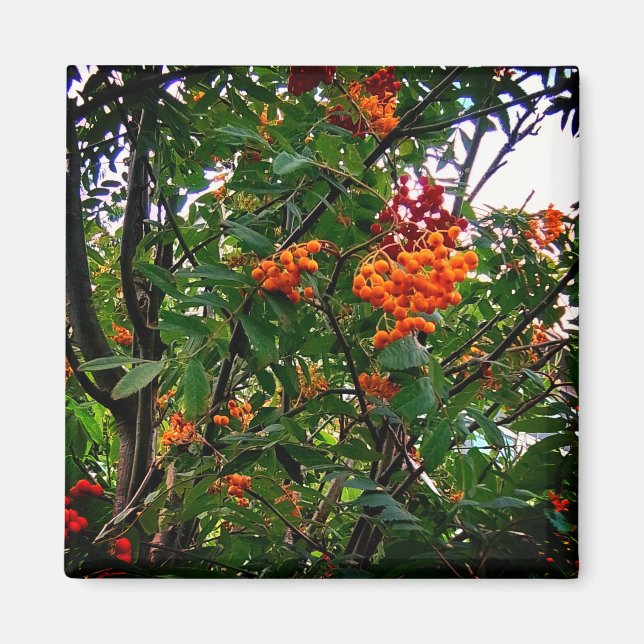 Orange and red berries magnet (Front)