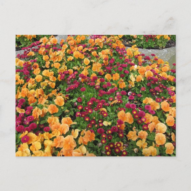 Orange and Red Flower Bed Postcard (Front)