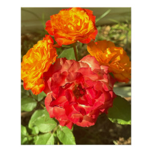 Orange And Red Flower Garden Poster