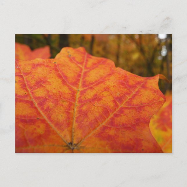 Orange and Red Maple Leaf Abstract Autumn Nature Postcard (Front)
