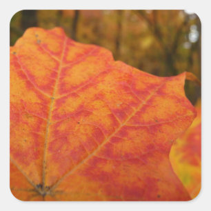 Orange and Red Maple Leaf Abstract Autumn Nature Square Sticker
