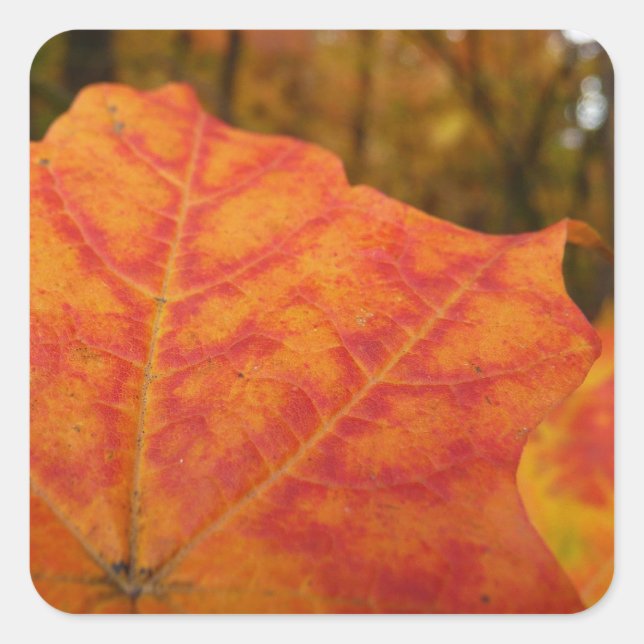 Orange and Red Maple Leaf Abstract Autumn Nature Square Sticker (Front)