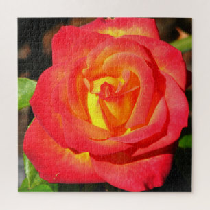 Orange and Red Rose Up Close Jigsaw Puzzle