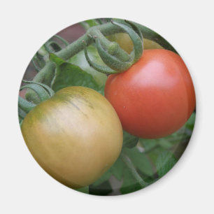 Orange and Red Tomatoes Magnet