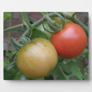 Orange and Red Tomatoes Plaque
