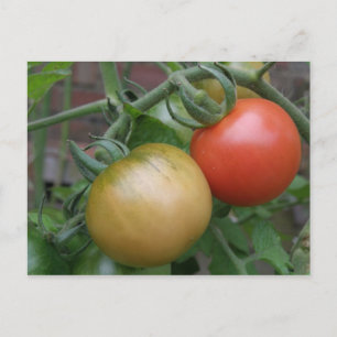 Orange and Red Tomatoes Postcard