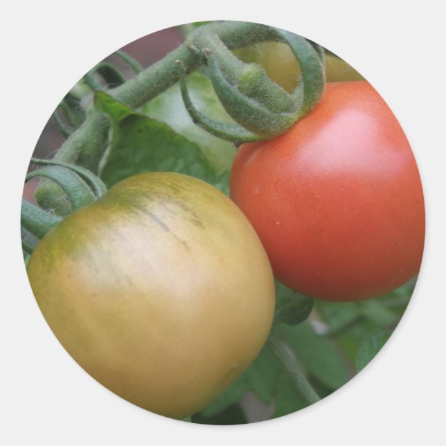 Orange and Red Tomatoes Stickers (Front)