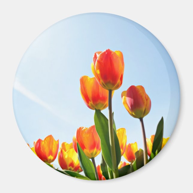 Orange and red tulips from below magnet (Front)