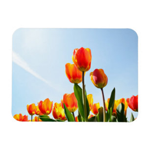 Orange and red tulips from below magnet