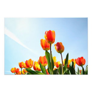 Orange and red tulips from below photo print