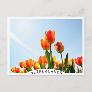 Orange and red tulips from below postcard