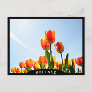 Orange and red tulips from below postcard