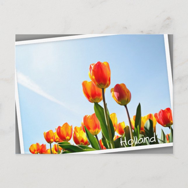 Orange and red tulips from below postcard (Front)