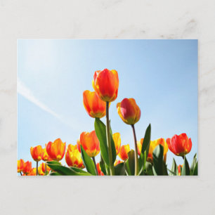 Orange and red tulips from below postcard