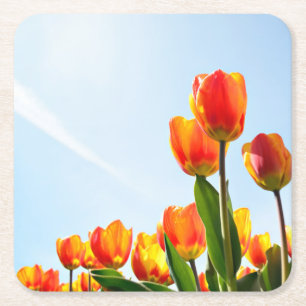 Orange and red tulips from below square paper coaster