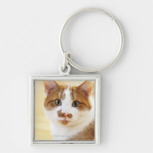 orange and white cat looking at camera key ring