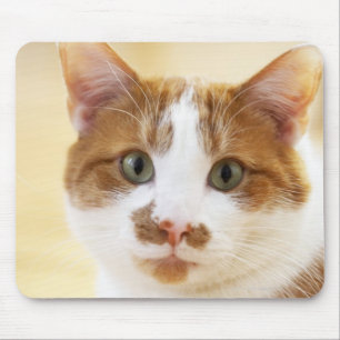 orange and white cat looking at camera mouse mat