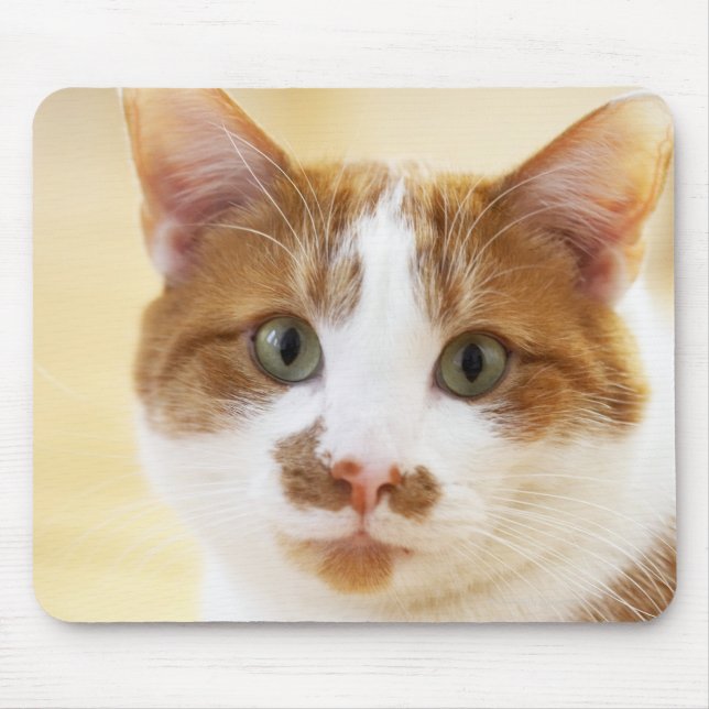 orange and white cat looking at camera mouse mat (Front)