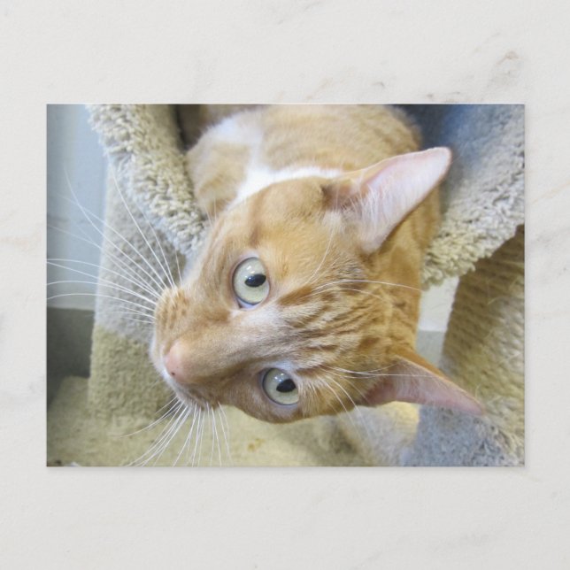 Orange and White Cat Postcard (Front)