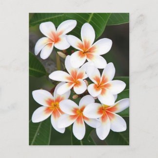 orange and white frangipani postcard