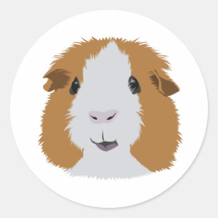 Orange and White Guinea Pig Classic Round Sticker