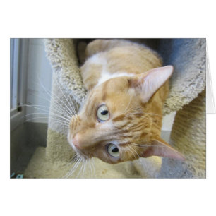 Orange and White Tabby Cat