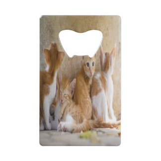 Orange and White Tabby Kitten/Add Your Pet's Photo