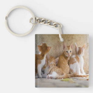 Orange and White Tabby Kitten/Add Your Pet's Photo Key Ring