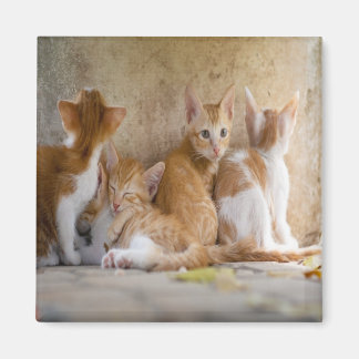 Orange and White Tabby Kitten/Add Your Pet's Photo Magnet