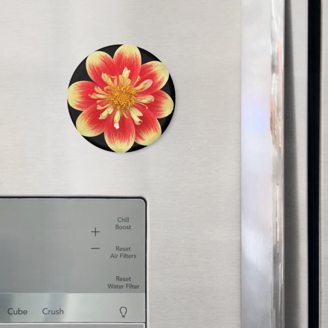 Orange and Yellow Collarette Dahlia Floral Magnet (In Situ (Fridge))