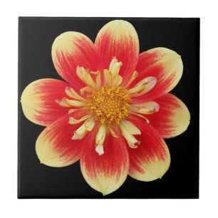 Orange and Yellow Collarette Dahlia Floral Tile