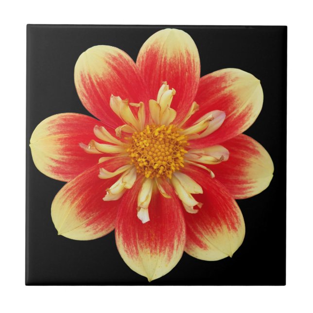 Orange and Yellow Collarette Dahlia Floral Tile (Front)