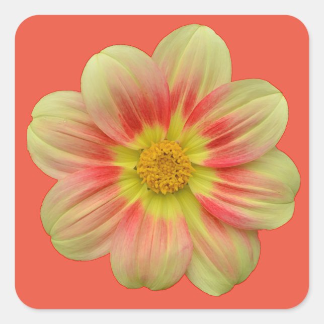 Orange and yellow dahlia flower square sticker (Front)
