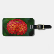 Orange and Yellow Dahlia