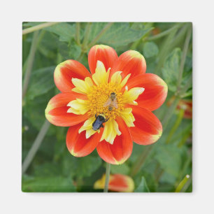 Orange and yellow dahlia magnet