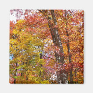 Orange and Yellow Fall Trees Autumn Photography Magnet