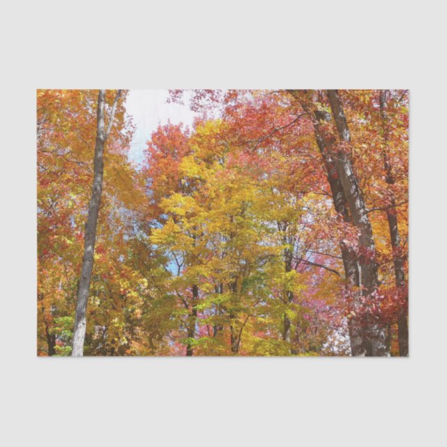 Orange and Yellow Fall Trees Autumn Photography Tissue Paper (Front)