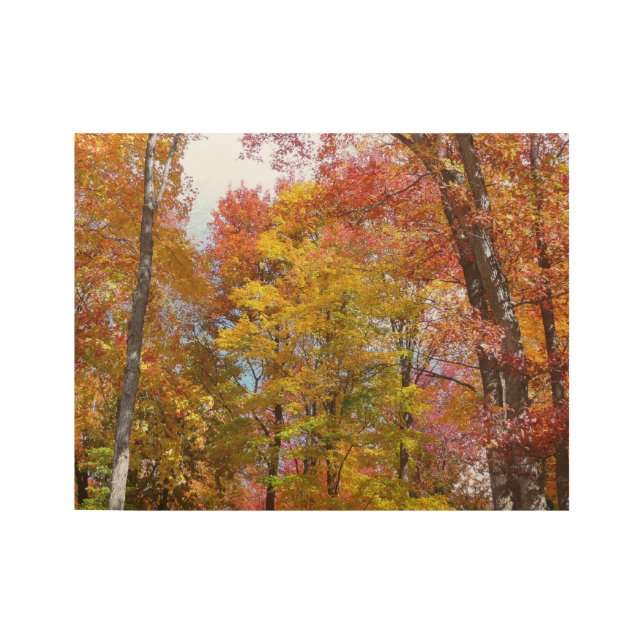 Orange and Yellow Fall Trees Autumn Photography Wood Poster (Front)
