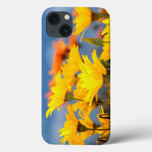 Orange And Yellow Namaqualand Daisies iPhone 13 Case