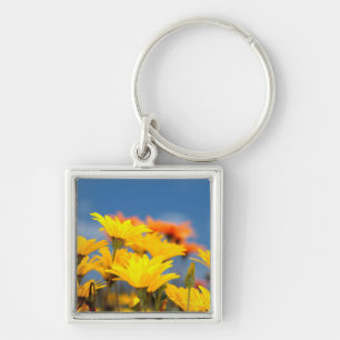 Orange And Yellow Namaqualand Daisies Key Ring
