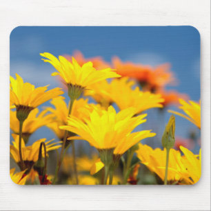 Orange And Yellow Namaqualand Daisies Mouse Mat