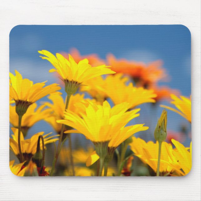 Orange And Yellow Namaqualand Daisies Mouse Mat (Front)